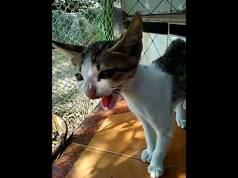 cat and dog 🐶 🐈 video #shorts #cat #youtubeshorts #viral