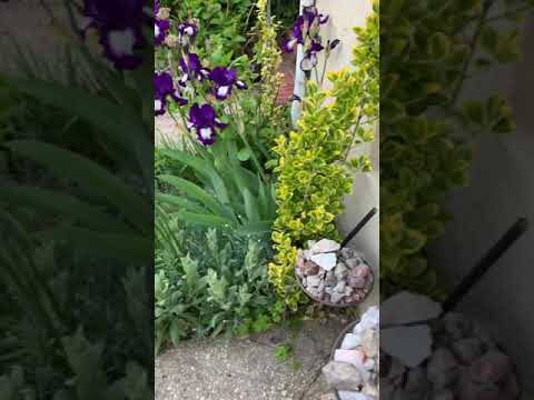 Irish’s flowers in my yard