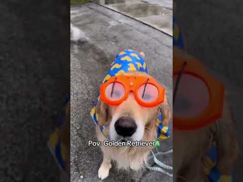 Such a cute puppy🥹🐾❤️ #goldenretriever #puppy #dog #cutedog #dogs #pets #funny #cute #viral #fypシ