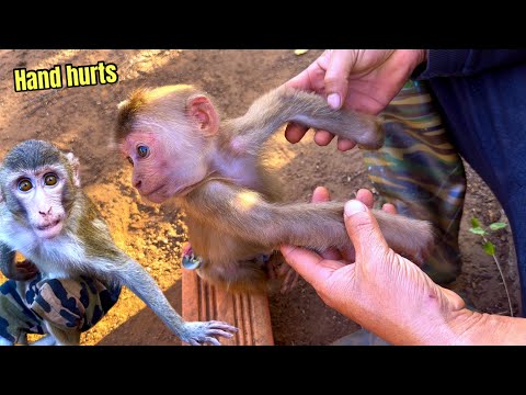 Sơn and BiBi discovered that BR the monkey's hand was hurting and it was whimpering.