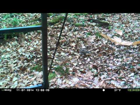 ruffed grouse vs blue jay