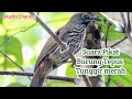 Suara Pikat Burung Tepus Tunggir Merah