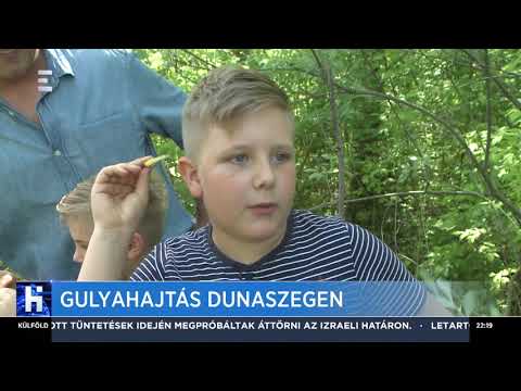 Gulyahajtás Dunaszegen- ECHO TV
