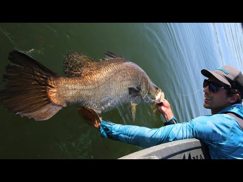 Barra Battle at Lake Tinaroo - How to Hook and Land Meter Barra