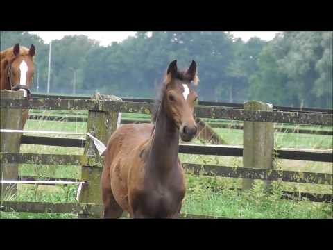 *2017 Stutfohlen von Bernay - Diatano  SOLD!!!