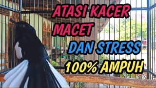 Download lagu Terapi Kacer Macet Bunyi Ngeriwik Stres Dan Drop Mental Agar Kembali Gacor mp3