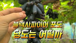 블랙사파이어 포도 당도는 어느 정도 일까요