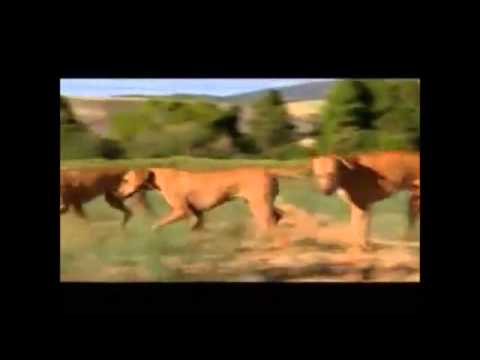 Pet4you.gr: Dogs Rhodesian Ridgeback - Ροδεσιανό Ρίτζμπακ