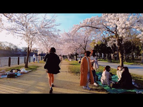 WALKING IN THE CHERRY BLOSSOM AVENUE AT OSAKA CASTLE PARK | 4K ASMR |