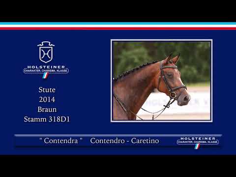 Holsteiner Sommer-Reitpferdeauktion | Nr. 14 Contendra v.  Contendro I -Caretino