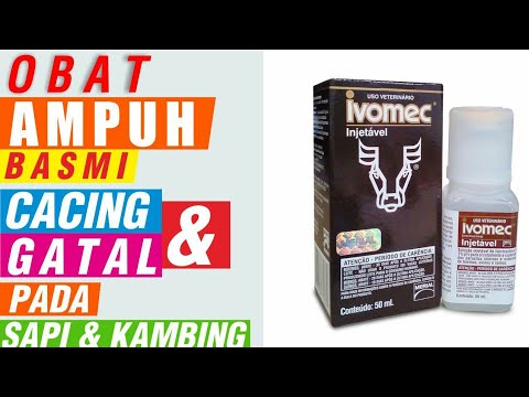 , title : 'Obat Cacing dan Gudikan pada Sapi dan Kambing'