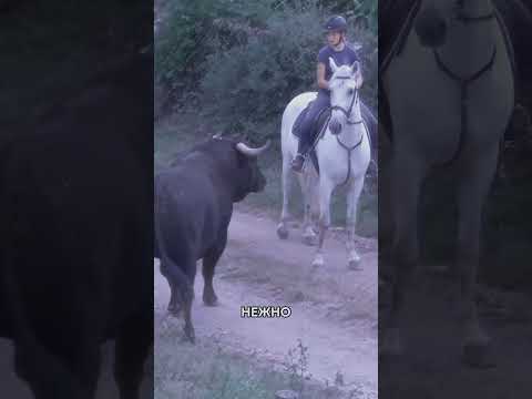 Лошадь Показала Корове Неожиданную Любовь! 🐴❤️🐄