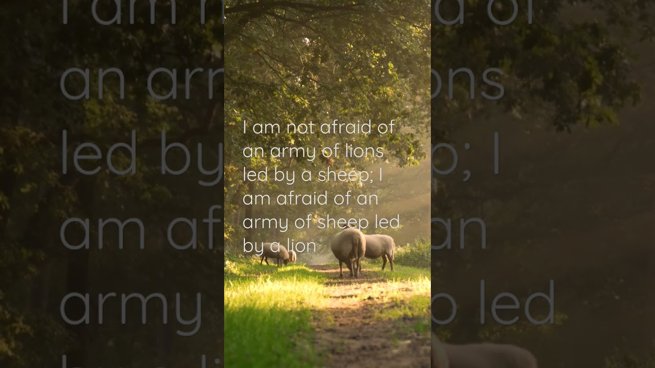 sheep quotes