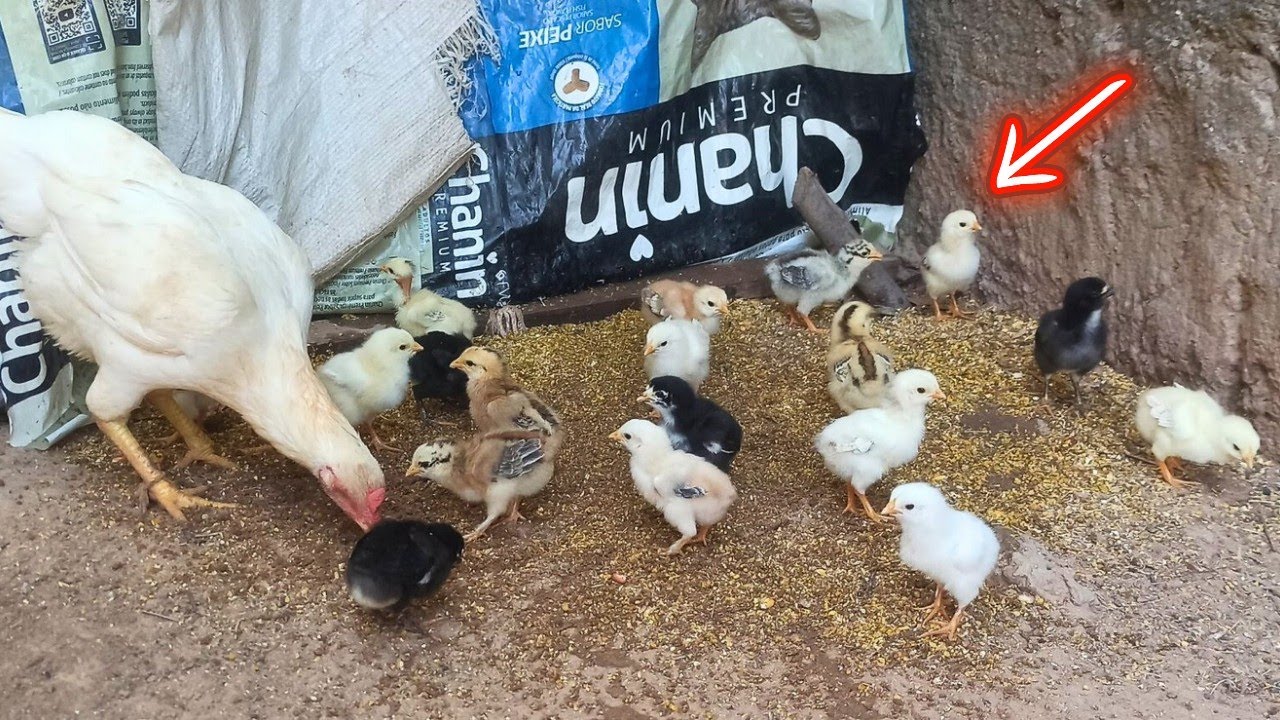 🔴 Como cuidar de pintinhos e frangos caipira e ter sucesso na criação 😯🐓🐔🐥😱👍🏻