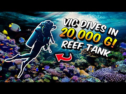 Diving at the Long Island Aquarium's 20,000 gallon reef tank