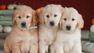 Video preview image #1 Golden Retriever Puppy For Sale in MANHEIM, PA, USA