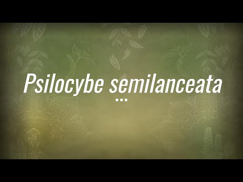 Caine Barlow - An Introduction to Psilocybe semilanceata