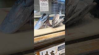 和歌山・那智勝浦 勝浦漁港でマグロの頭🐟 #japan #travel #和歌山