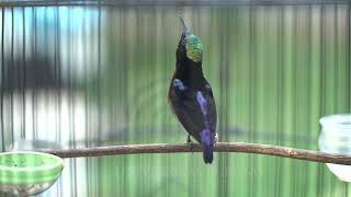 Download lagu 🔴PANCINGAN KONIN ‼original suara alam mp3 Download lagu 🔴PANCINGAN KONIN ‼original suara alam mp3