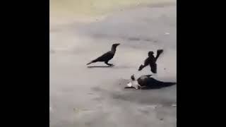 Mother never give up. Mother Sparrow Scares Away Crows.