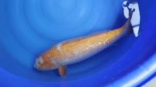 video van Golden Corn 2311502