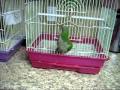 quaker parrot open'es the door cage 
