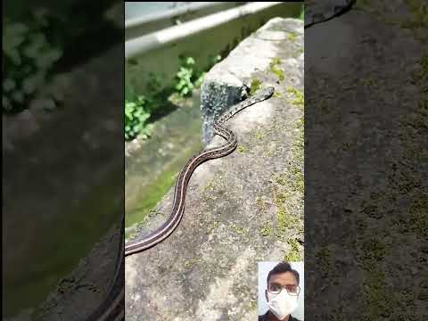 snake video || 🔥🤯😱 #shorts #shortfeed #short