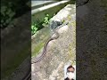 Snake Video Shorts Shortfeed Short
