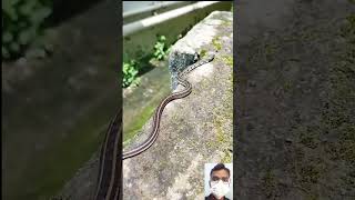 Download lagu snake video || 🔥🤯😱 #shorts #shortfeed #short mp3 Download lagu snake video || 🔥🤯😱 #shorts #shortfeed #short mp3