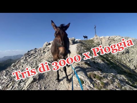 Rain 3 3000 today.😱The 3*x forced recovery of the sister😱Langra.1000d+ in 90 min👏