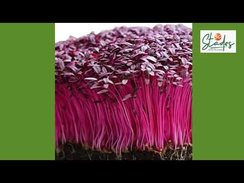 Mohit Nijhawan quit his MNC job to grow microgreens; clocks Rs12 lakh/ month from a 500 sq ft room