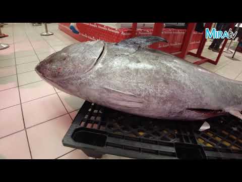 Vivimos un ronqueo en directo con un atún de 170 kilos