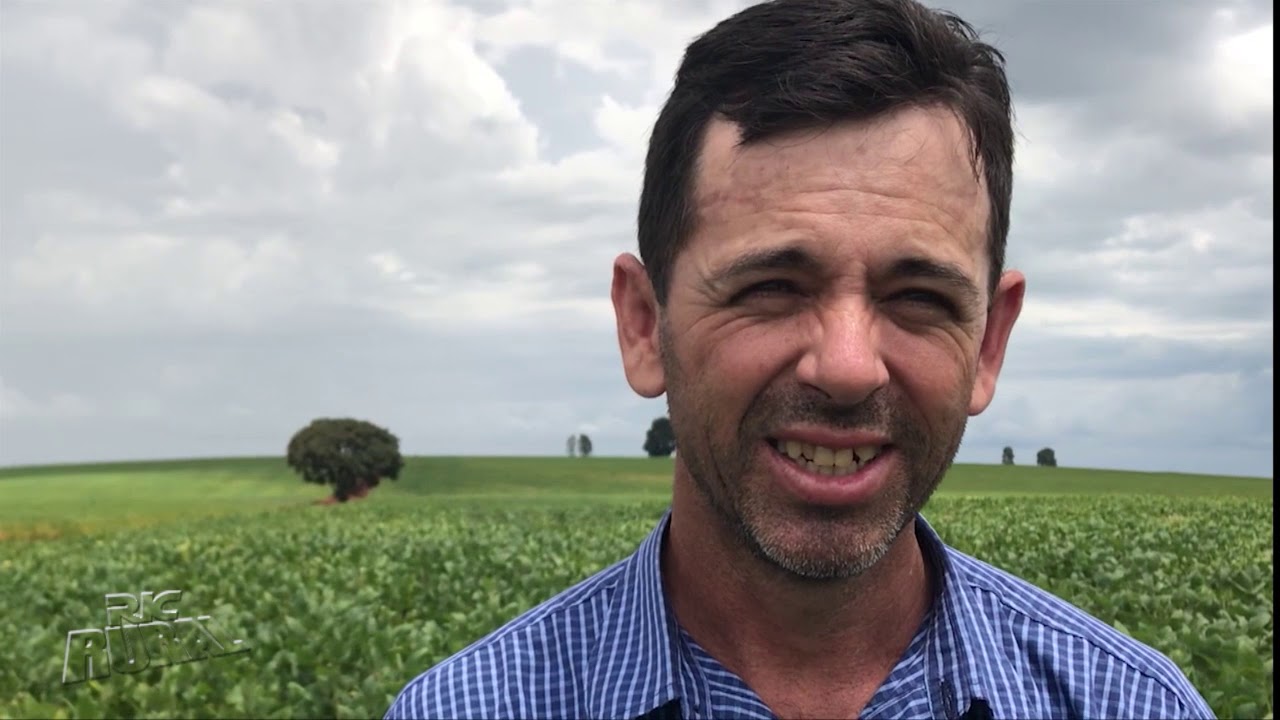 Confira como é o processo de produção de sementes que são usadas nas lavouras