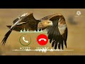 Eagle Ringtones