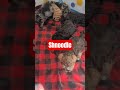 Mixed Breed dogs for sale: Chloe - Video 1