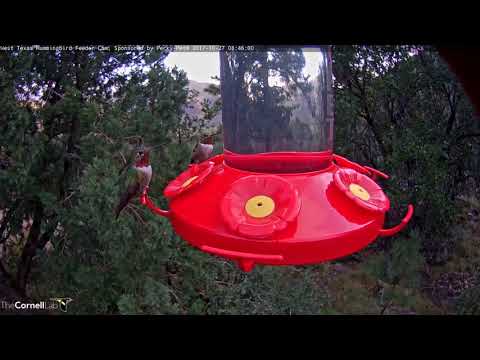 Three Male Broad-tailed Hummingbirds Share The Feeder – Oct. 27, 2017