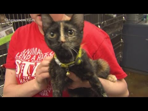 Sunny, 4-month-old kitten is looking for a home