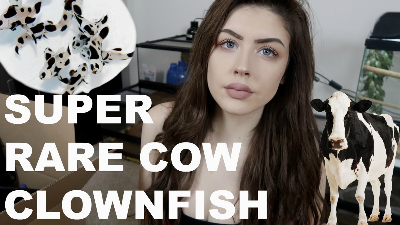 Clownfish That Look like Cows?! (Also, Addressing a Concern...)