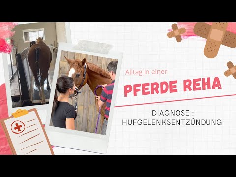 FMA: Horse sick | Q in equine rehabilitation | Diagnosis: Hoof joint inflammation