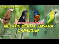 Masteran Kombinasi Full Isian Mewah WAMBI KACER MURAI CUCAK IJO Untuk Melatih Mental Jawara