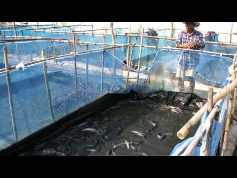 กระชังบก เลี้ยงปลาดุก ด้วยกระชังบนดิน (3)
