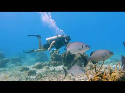 Allegro Cozumel Moment Diving