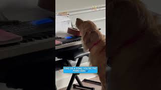 This dog thinks he's Billy Joel 🤣 #afv #dogs
