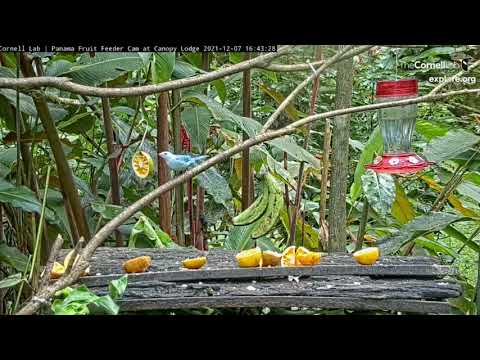 2021 12 07 Panama Fruit Feeder Cam  Huge Butterfly (slowed down)