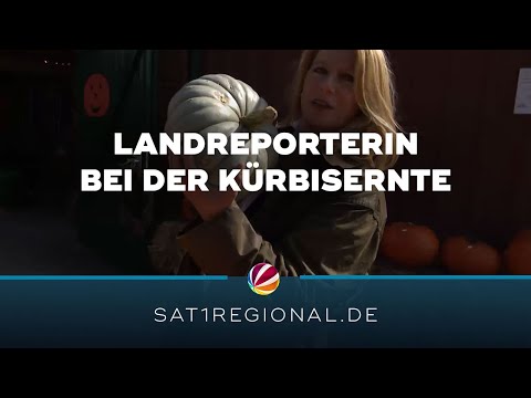 Kürbisernte in Braak: Landreporterin hilft bei der Ernte