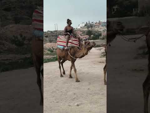 Camel riding in agadir taghazout bay morocco 2h =40€ for 1 person
