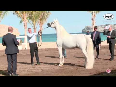 N 101 WORTEX KALLISTE   OMAN   Alrubatiya International Arabian Horse Championship   Stallions 7 9 Y