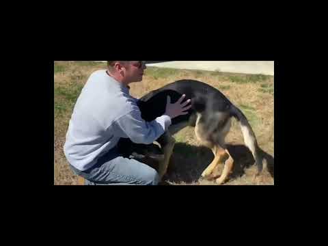 Gunner, an adopted German Shepherd Dog in Greeneville, TN_image-1