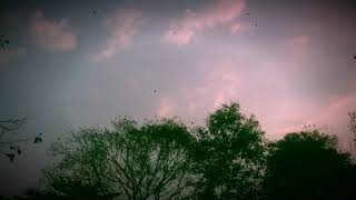 Leaving Behind hope As Purple Wings!