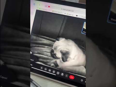 Pug Takes a Video Call II ViralDog